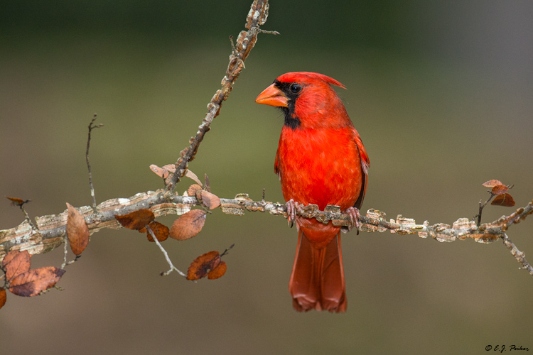 Northern Cardinal, Spring, TX