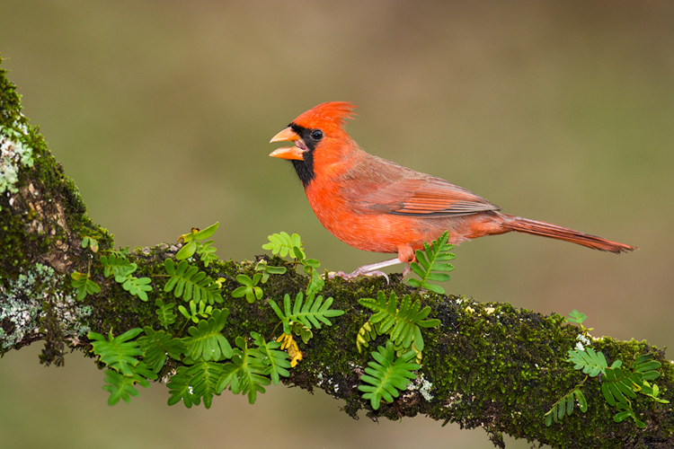Northern Cardinal, Spring, TX
