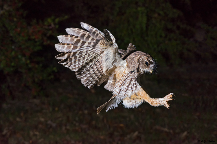 Eastern Screech Owl, Spring, TX