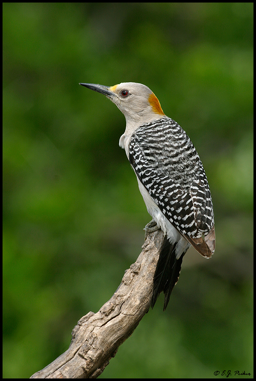 Golden-fronted Woodpecker, Roma, TX