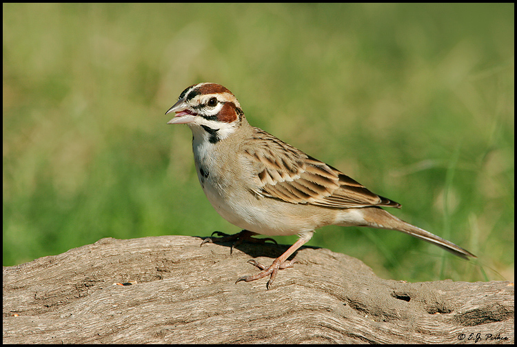 Lark Sparrow, Roma, TX
