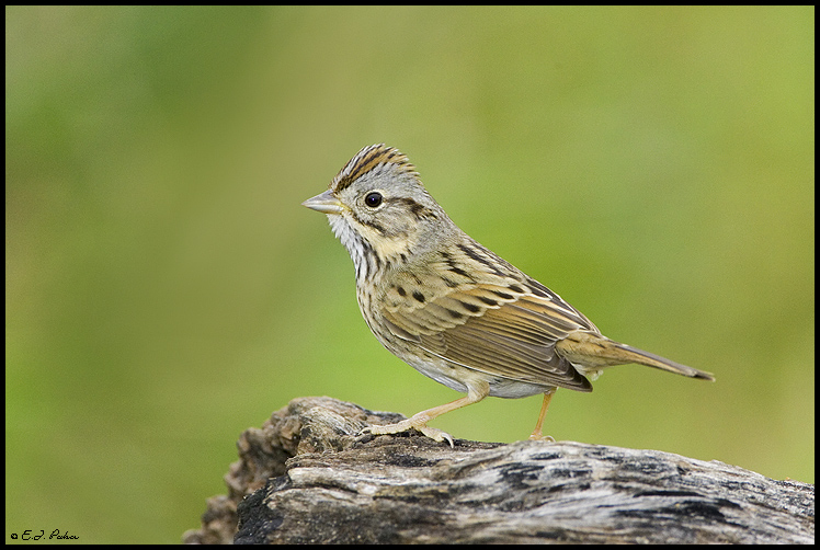 Lincoln's Sparrow, Edinburg, TX