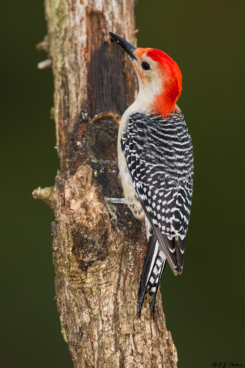 Red-bellied Woodpecker, Spring, TX