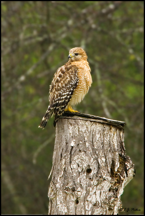 Red-shouldered Hawk, Edinburg, TX