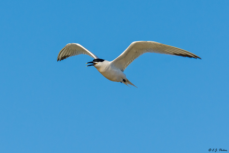 Sandwich Tern, Follets Island, TX