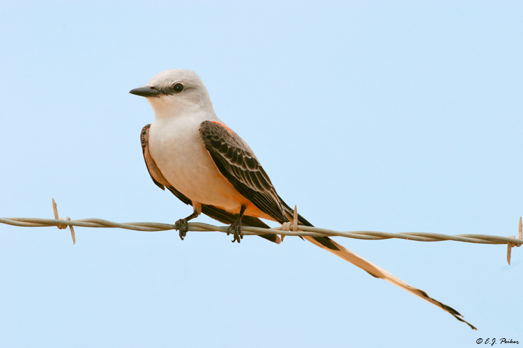 Scissor-tailed Flycatcher, Roma, TX