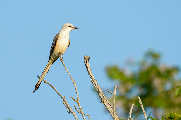 Scissor-tailed Flycatcher, Galveston, TX