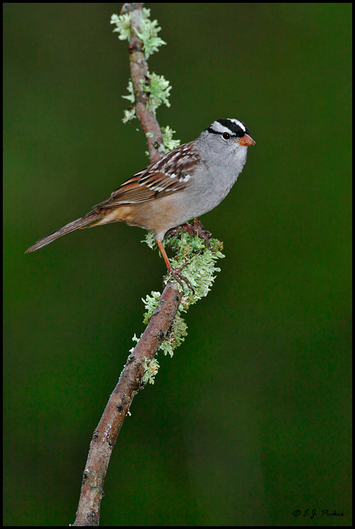 White-crowned Sparrow, Roma, TX