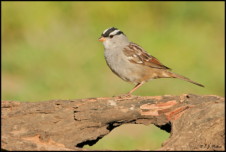 White-crowned Sparrow, Roma, TX