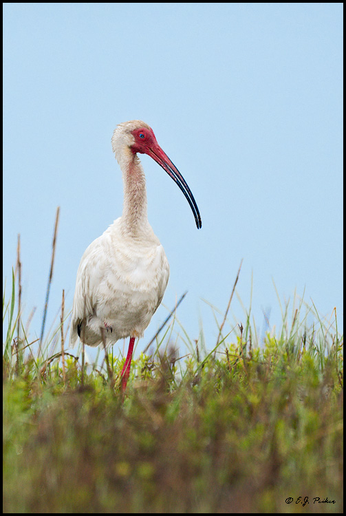 White Ibis, Galveston, TX