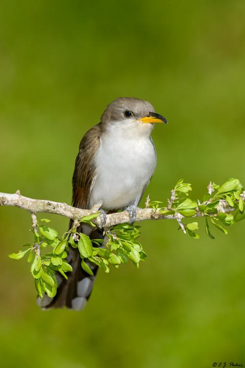 Yellow-billed Cuckoo, Galveston, TX