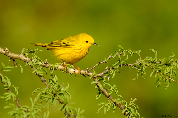 Yellow Warbler, Galveston, TX