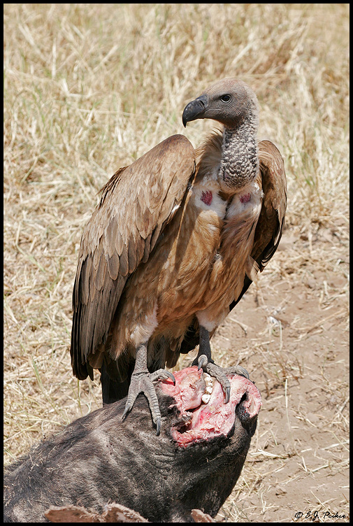 White-backed Vulture, Tanzania