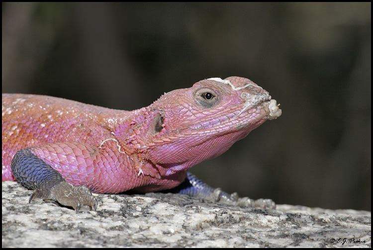 Agama Lizard, Tanzania