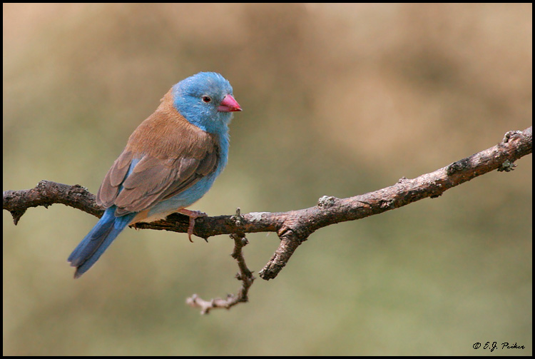 Blue-capped Cordonbleu, Tanzania