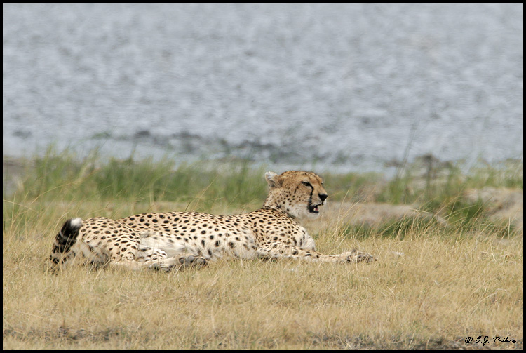 Cheetah, Tanzania