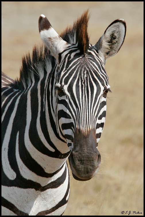 Common Zebra, Tanzania
