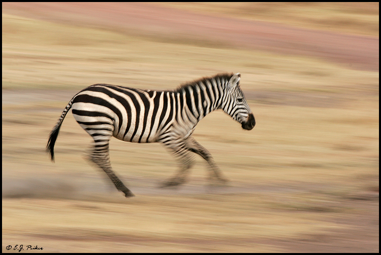 Common Zebra, Tanzania