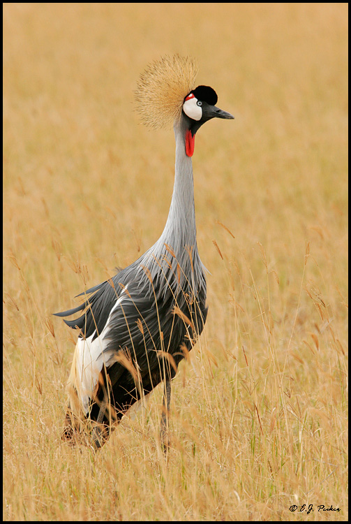 Crowned Crane, Tanzania