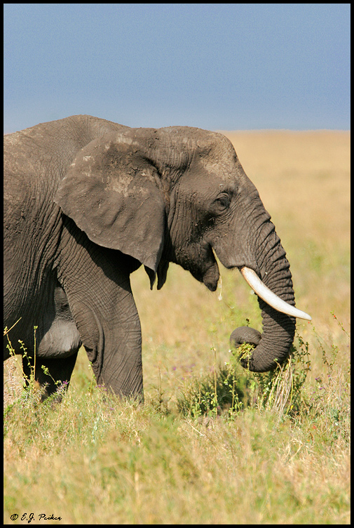 African Elephant, Tanzania