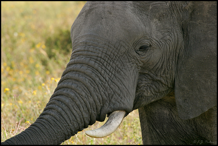 African Elephant, Tanzania