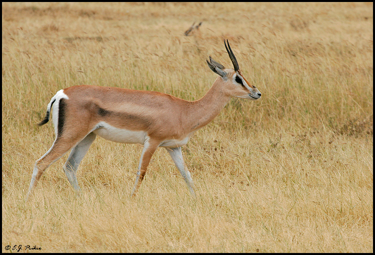 Grant's Gazelle, Tanzania