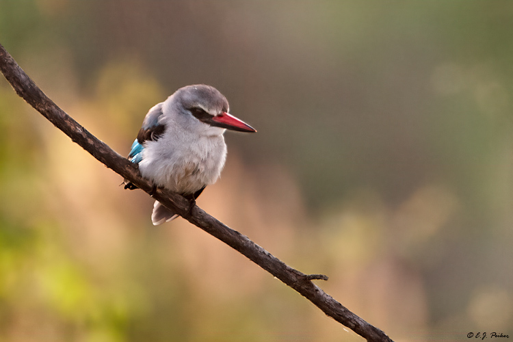 Gray-headed Kingfisher, Tanzania