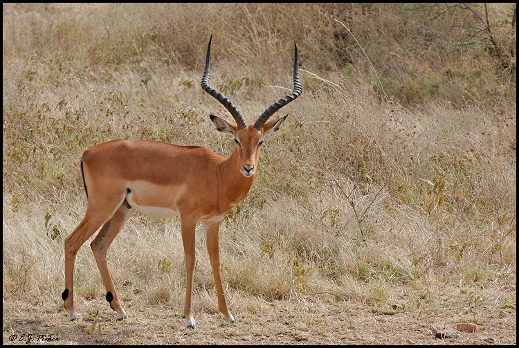 Impala, Tanzania