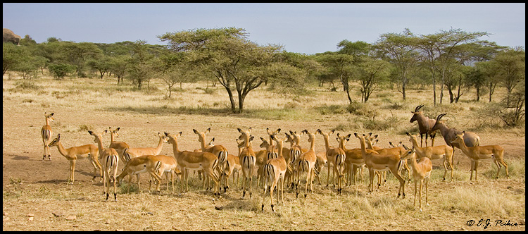 Impala, Tanzania