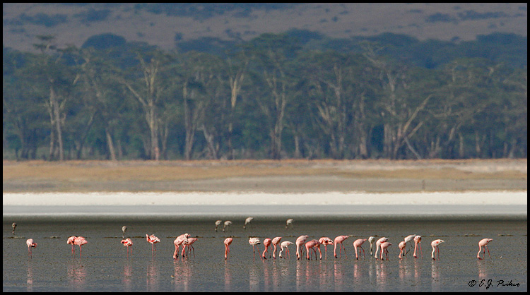 Lesser Flamingo, Tanzania