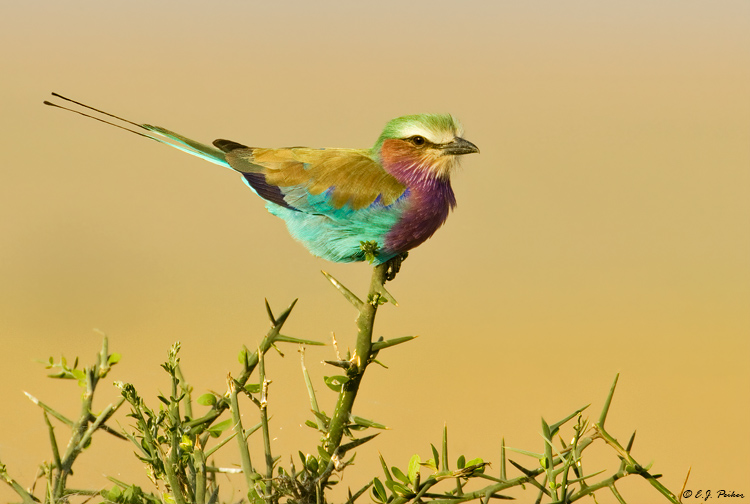 Lilac-breasted Roller, Tanzania