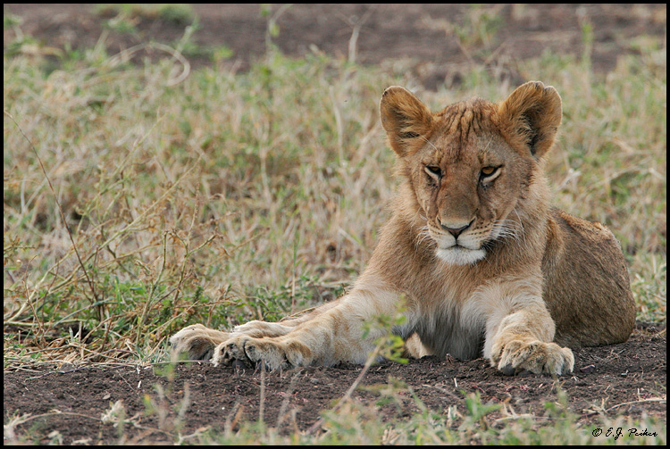 African Lion, Tanzania