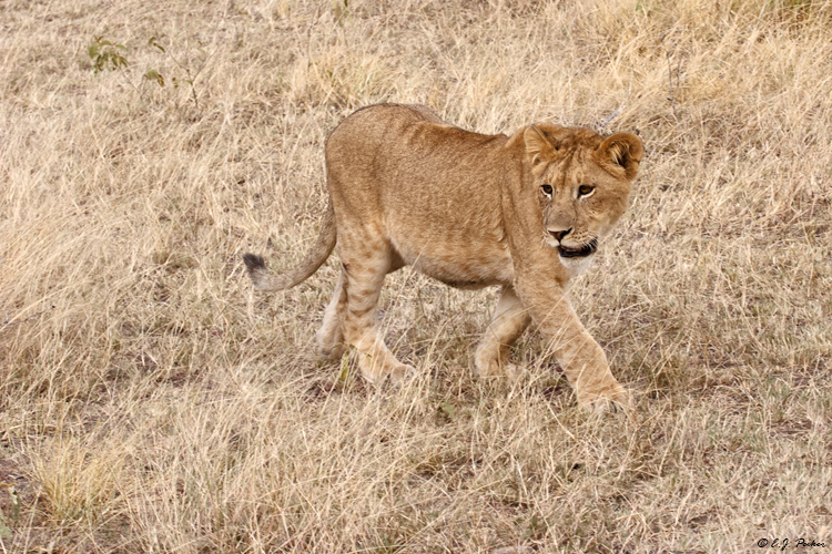 African Lion, Tanzania