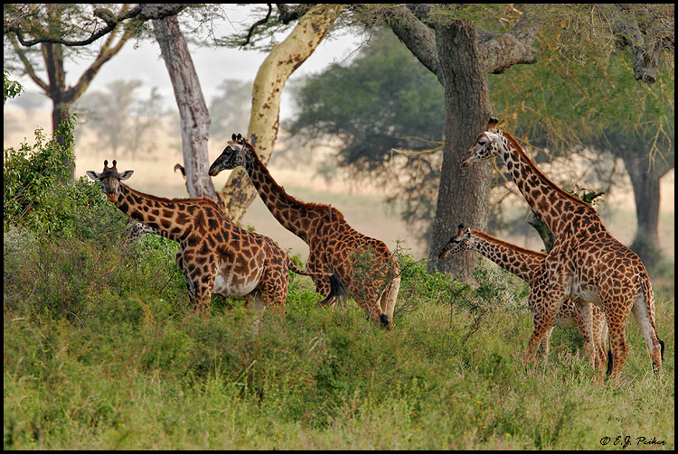 Maasai Giraffe, Tanzania