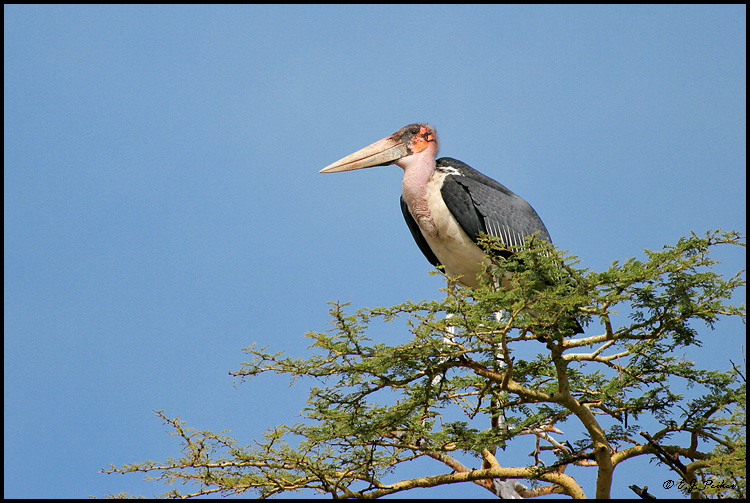 Marabou Stork, Tanzania