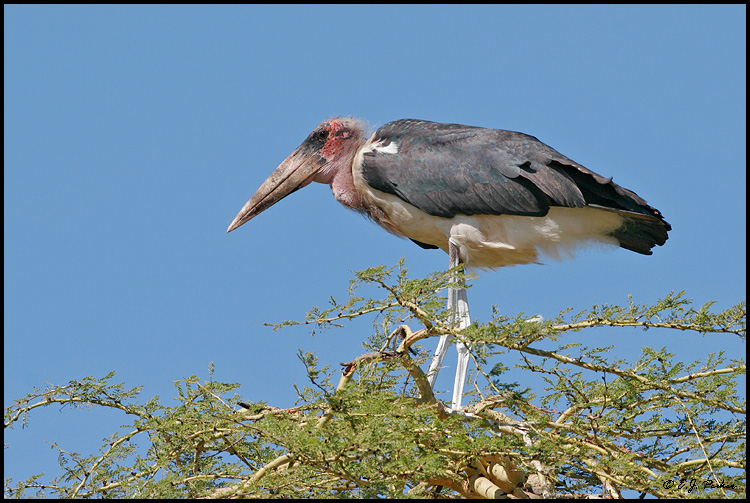 Marabou Stork, Tanzania