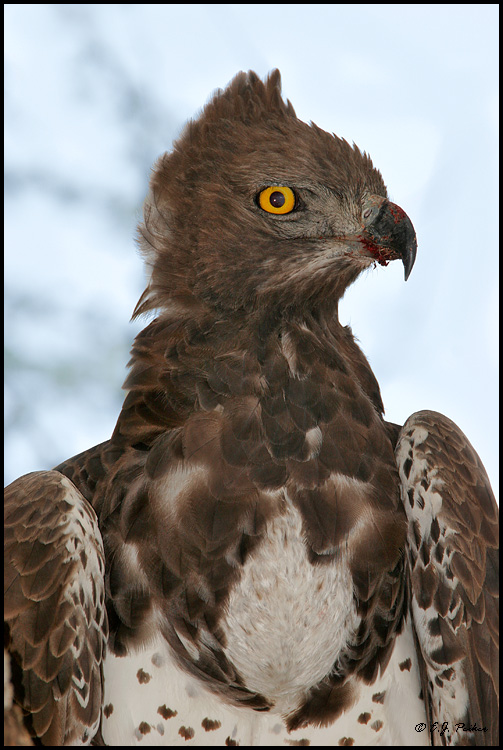 Marshal Eagle, Tanzania