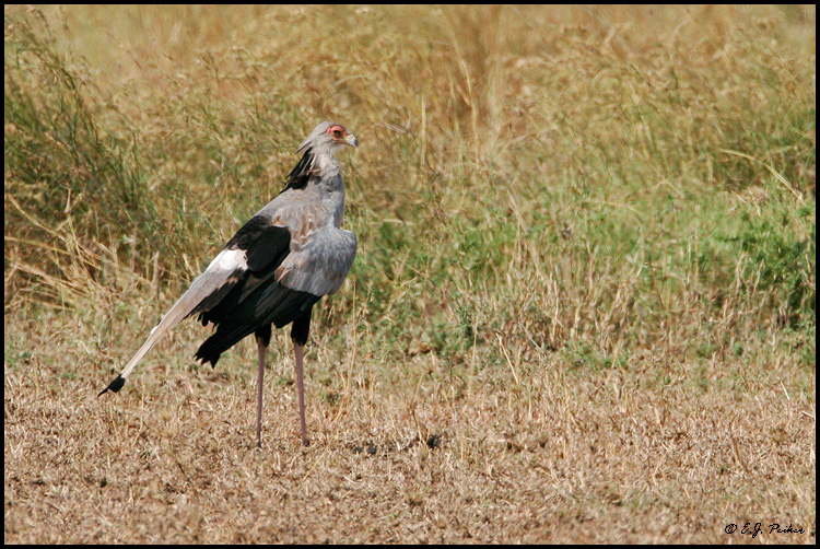 Secretary Bird, Tanzania