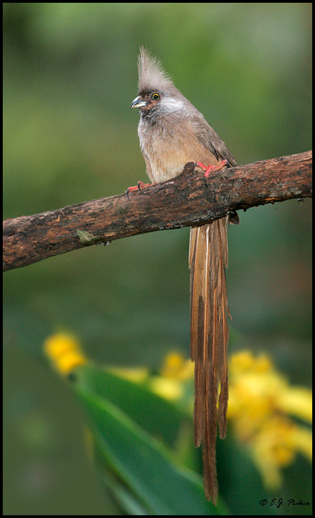 Speckled Mousebird, Tanzania
