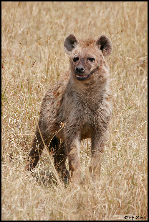 Spotted Hyena, Tanzania