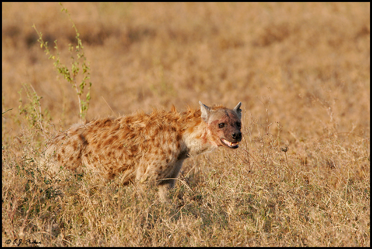 Spotted Hyena, Tanzania