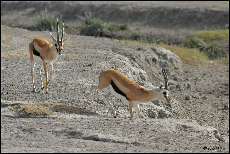 Thompson's Gazelle, Tanzania