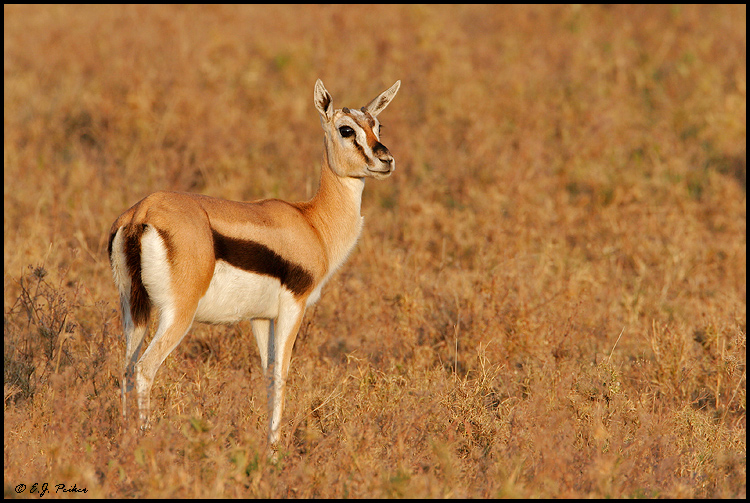Thompson's Gazelle, Tanzania