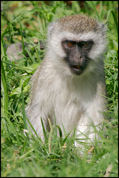 Vervet Monkey, Tanzania