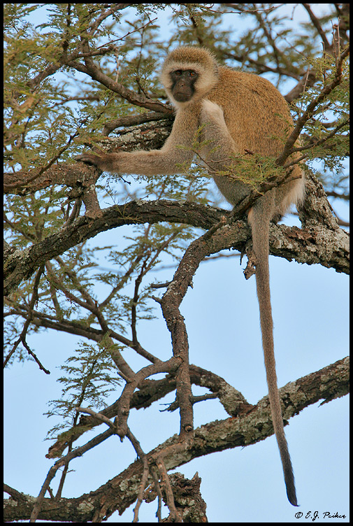 Vervet Monkey, Tanzania