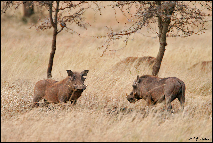 Warthog, Tanzania