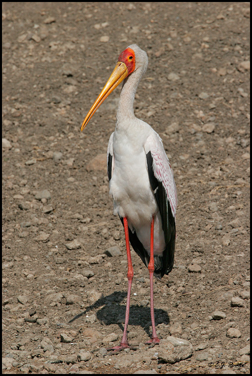 Yellow-billed Stork, Tanzania