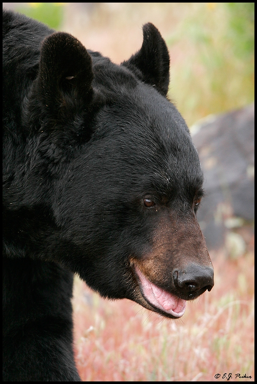 Black Bear, UT