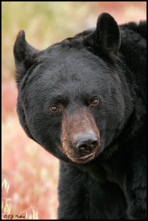 Black Bear, UT