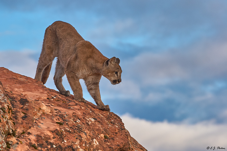 Cougar (Mountain Lion) (c), UT